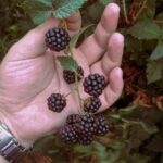 Pexels nuotrauka: Daugiamečių augalų pasirinkimo vadovas apie vietą, dirvą ir priežiūros laiką.