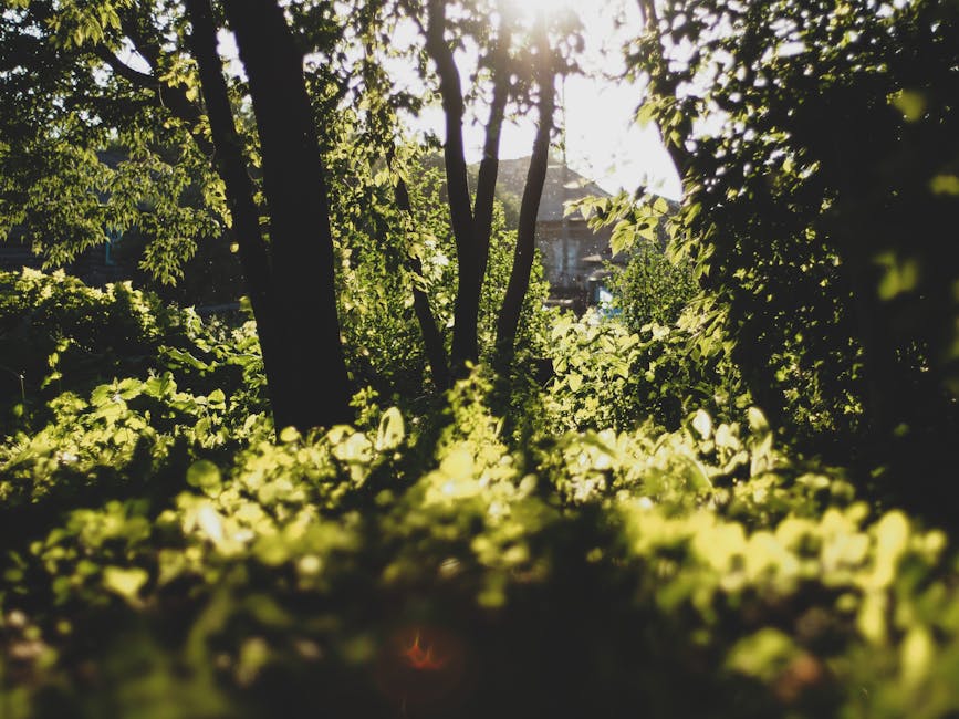 Sodo sklypas su ryškiais saulės ir šešėlio plotais, padedančiais zonuoti lysves