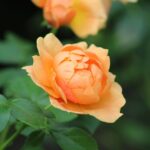 Pasidaryk pats vėdinimui: virtuvėje ir vonioje matomas oro cirkuliacijos sprendimas nuo drėgmės (Pexels)