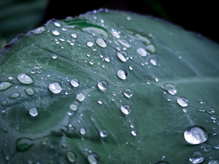 Rainwater filtration system with hoses and filters, illustrating first flush and water quality