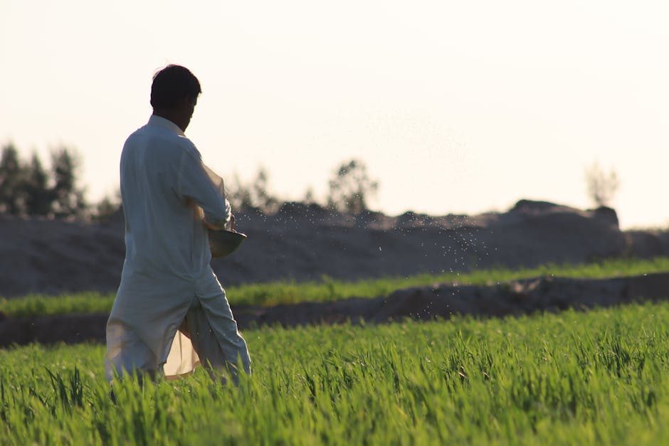Rankomis tolygiai barstomos vejos sėklos ant plikų vietų prieš uždengimą