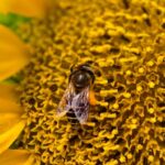 Trąšų ir dirvos tipų palyginimas sodui: skirtingoms kultūroms tinkančios trąšos ir dirvožemis, Pexels.