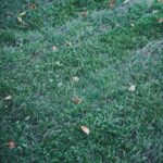 Pavasarinė veja: Vejos atkūrimas po žiemos, žingsnis po žingsnio planas vienodai žaliai kilimui, Pexels