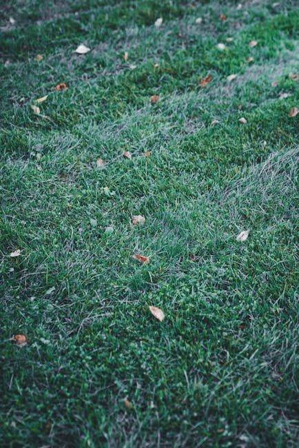 Pavasarinė veja: Vejos atkūrimas po žiemos, žingsnis po žingsnio planas vienodai žaliai kilimui, Pexels